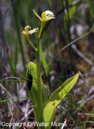 Loesel's Twayblade (Liparis loeselii)