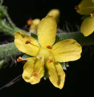 Agrimony (Agrimonia gryposepala) flowers