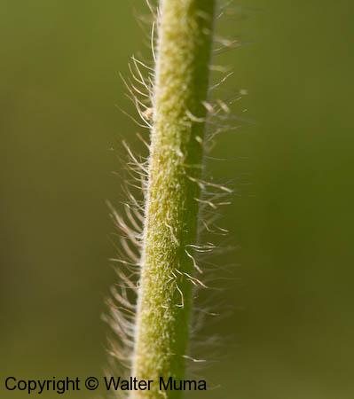 Small-flowered Agrimony (Agrimonia parviflora)