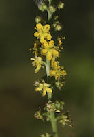 Agrimony, Small-flowered (Agrimonia parviflora)