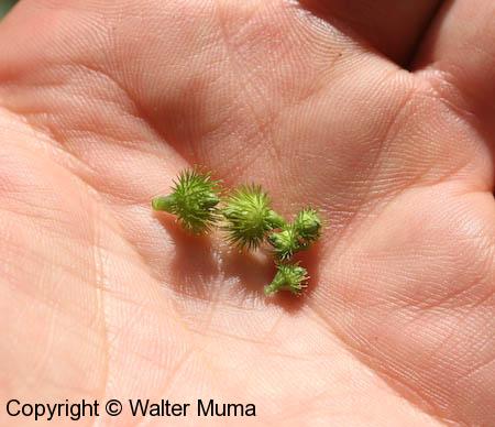 Small-flowered Agrimony (Agrimonia parviflora)