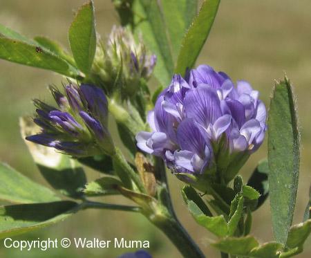 Alfalfa (Medicago sativa) flowers