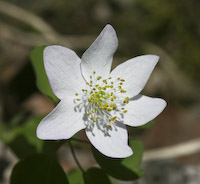 Anemone, Rue (Thalictrum thalictroides) flowers
