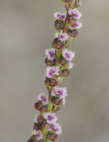Arrowgrass, Seaside (Triglochin maritima) flowers