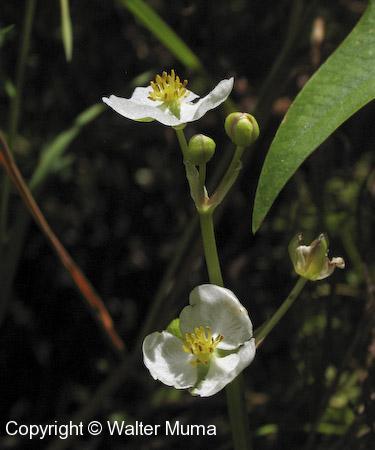Common Arrowhead (Sagittaria latifolia) flowers