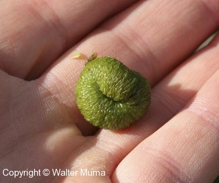 Common Arrowhead (Sagittaria latifolia) seeds