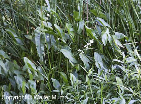 Common Arrowhead (Sagittaria latifolia) leaves