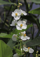 Arrowhead, Common (Sagittaria latifolia)