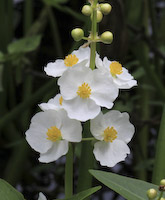 Arrowhead, Common (Sagittaria latifolia) flowers