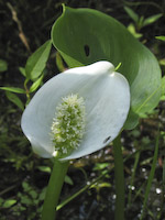 Water Arum (Calla palustris)