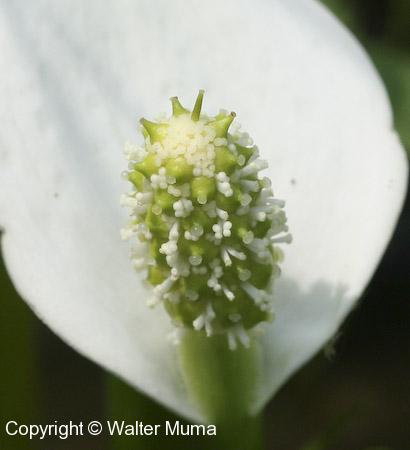 Water Arum (Calla palustris) flowers
