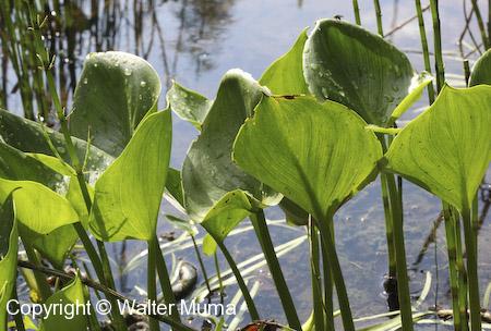 Water Arum (Calla palustris) leaves
