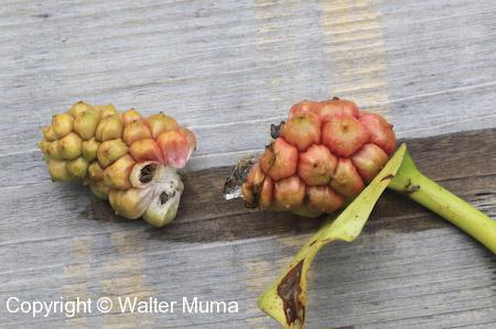 Water Arum (Calla palustris) seed head