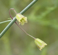 Asparagus (Asparagus officinalis) flowers