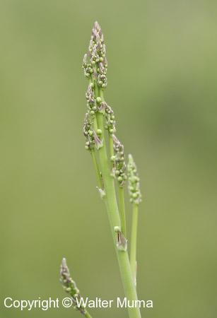 Asparagus (Asparagus officinalis) shoot