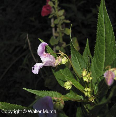 Himalayan Balsam (Impatiens glandulifera) flower