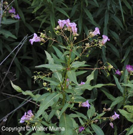 Himalayan Balsam (Impatiens glandulifera) plant