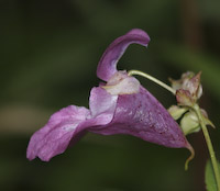 Himalayan Balsam (Impatiens glandulifera)