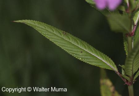 Himalayan Balsam (Impatiens glandulifera) leaf