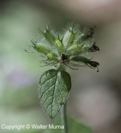 Wild Basil (Clinopodium vulgare)