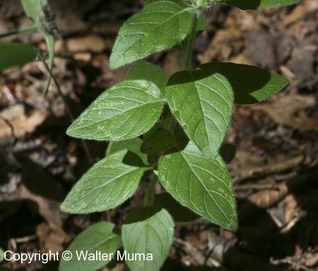 Wild Basil (Clinopodium vulgare) leaves