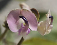 Bean, Trailing Wild (Strophostyles helvola) flowers