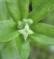 Bedstraw, Sweet-scented (Galium triflorum) flowers
