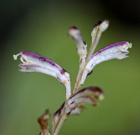 Beechdrops (Epifagus virginiana) flowers