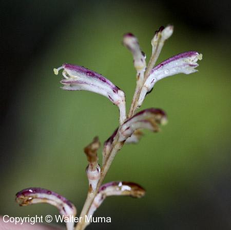 Beechdrops (Epifagus virginiana) flowers