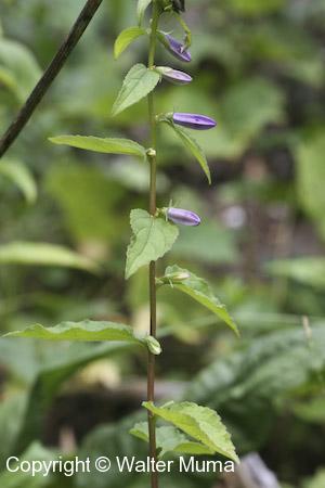 Creeping Bellflower (Campanula rapunculoides) plant