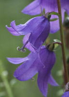 Bellflower, Creeping (Campanula rapunculoides) flowers
