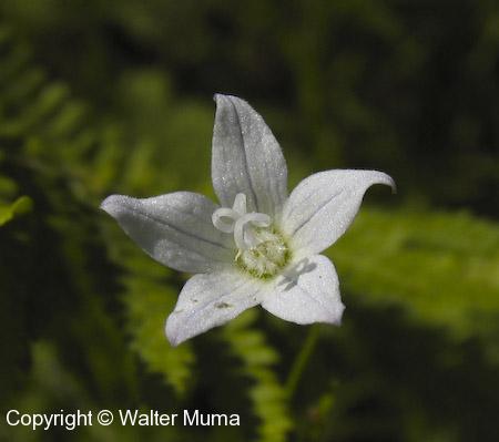Marsh Bellflower (Campanula aparinoides) flower