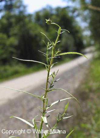 Marsh Bellflower (Campanula aparinoides) plant