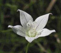 Marsh Bellflower (Campanula aparinoides)