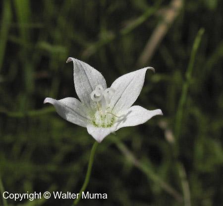 Marsh Bellflower (Campanula aparinoides) flower