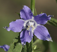 Bellflower, Tall (Campanula americana) flowers