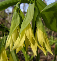 Bellwort, Large-flowered (Uvularia grandiflora) flowers