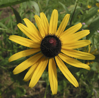 Black Eyed Susan Autumn Forest Seeds – Rudbeckia Hirta, Double Blooms, Non-GMO (200 Seeds)