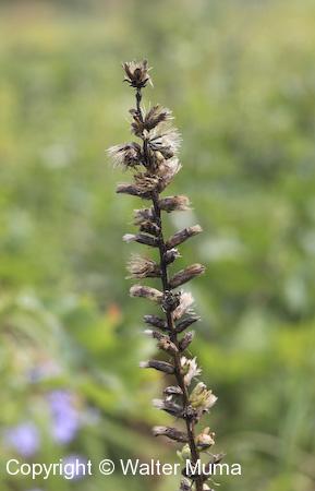Spiked Blazing Star (Liatris spicata) seeds forming
