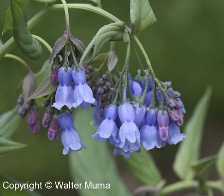 Northern Bluebells (Mertensia paniculata) flowers