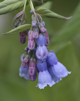 Bluebells, Northern (Mertensia paniculata) flowers