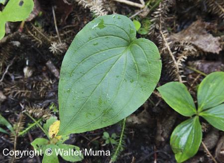 Northern Bluebells (Mertensia paniculata) leaf