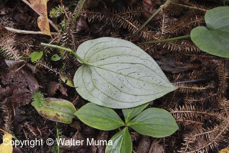 Northern Bluebells (Mertensia paniculata) leaf