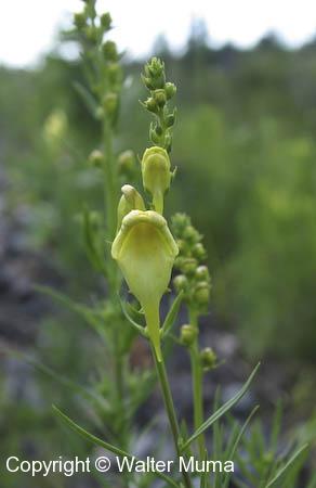 Butter-and-eggs (Linaria vulgaris)