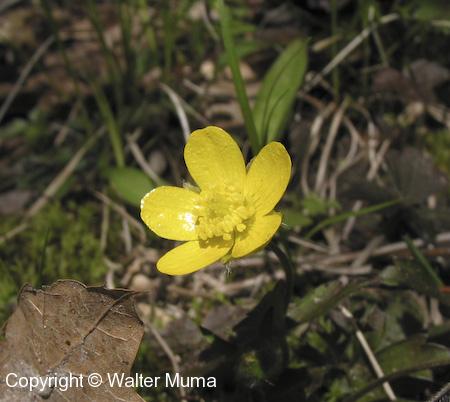 Hispid Buttercup (Ranunculus hispidus) flower