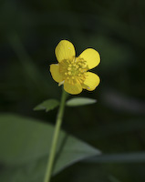 Buttercup, Hispid (Ranunculus hispidus)
