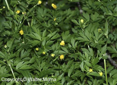 Hispid Buttercup (Ranunculus hispidus) plants