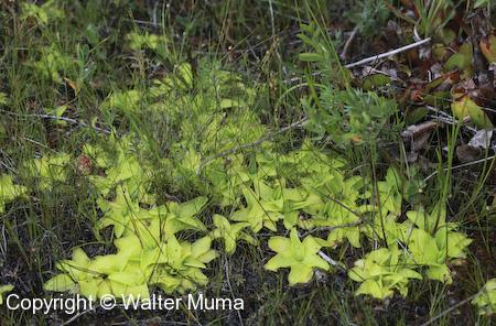 Butterwort (Pinguicula vulgaris) plants and leaves