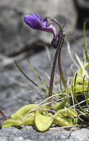 Butterwort (Pinguicula vulgaris)