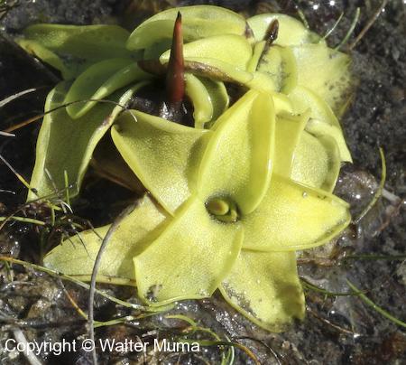 Butterwort (Pinguicula vulgaris) leaves